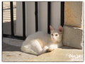 White cat with pink ears and nose
