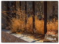 Chorio's golden grass