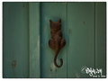 The cat will let you in