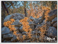 Thistles in the fall of their lives