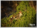 2 cats sitting in a tree