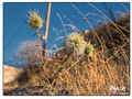 Thistles in the late afternoon sun on Symi