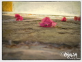 Fallen leaves in the Fall