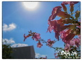 Sun and flowers, Symi