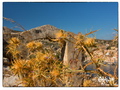 Thistles overlooking Yialos